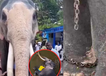 เดือด! คนไทยรวมพลัง “ช้างทูตไม่ใช่แรงงาน” เรียกร้องรับ “ช้างทูตสันถวไมตรี” กลับประเทศไทยโดยด่วน!