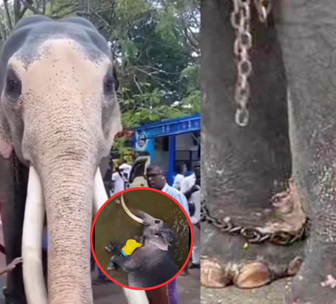 เดือด! คนไทยรวมพลัง “ช้างทูตไม่ใช่แรงงาน” เรียกร้องรับ “ช้างทูตสันถวไมตรี” กลับประเทศไทยโดยด่วน!